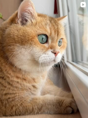 Hosico