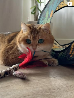 Hosico