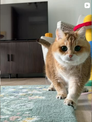 Hosico on patrol